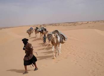 Un chamelier dans le désert de l'Adrar