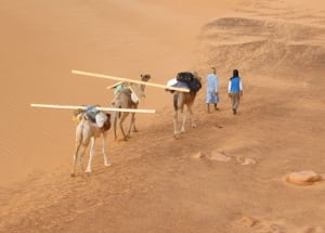 Transport à dos de chameaux